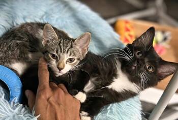 Beatrice - Available 10/1/2026 -  American Shorthair Cat for Adoption in Elkins, West Virginia - Beatrice - Available 10/1/2026 | PetCurious