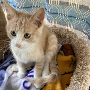 Domestic Short Hair Cats Available for Adoption in Rochester, Minnesota - Tansy | PetCurious