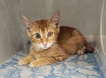 Bobby -  Domestic Short Hair Cat for Adoption in Nashville, Tennessee - Bobby | PetCurious