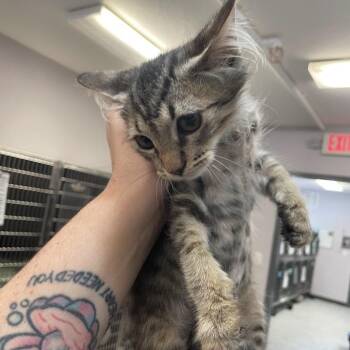 Dewey -  Domestic Short Hair Cat for Adoption in Port Charlotte, Florida - Dewey | PetCurious