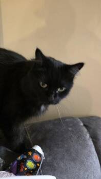 Salem -  Domestic Long Hair and Domestic Short Hair Cat for Adoption in Montreal, Quebec - Salem | PetCurious