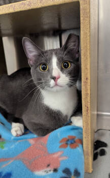 Rescue Domestic Short Hair Cats for Adoption in Metamora, Illinois - Socks | PetCurious