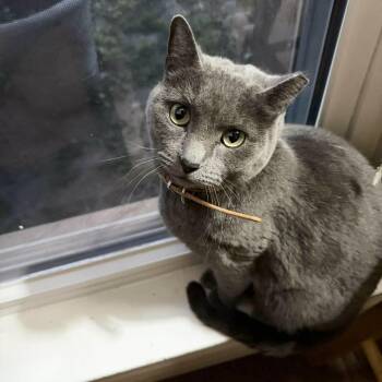 Russian Blue and Domestic Short Hair Cats Available for Adoption - Snuggly Smokey  | PetCurious
