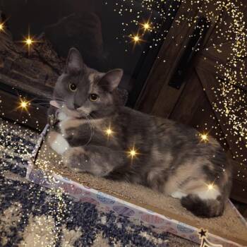 Luna -  Domestic Short Hair Cat for Adoption in Rochester, Minnesota - Luna | PetCurious