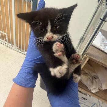 Kibbles -  Domestic Short Hair Cat for Adoption in Philadelphia, Pennsylvania - Kibbles | PetCurious