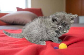 Rescue Domestic Short Hair Cats for Adoption in Sullivan, Indiana - Peanut | PetCurious