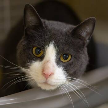 Domestic Short Hair Cats Available for Adoption - Spanky | PetCurious