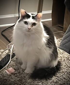 Rescue Domestic Medium Hair Cats for Adoption in Greenville, South Carolina - Sweetie - KB | PetCurious