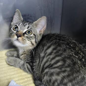 Glenda -  Domestic Short Hair Cat for Adoption in Marble, North Carolina - Glenda | PetCurious