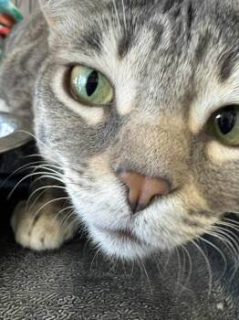 Hazel -  Domestic Short Hair Cat for Adoption in Ogden, Utah - Hazel | PetCurious