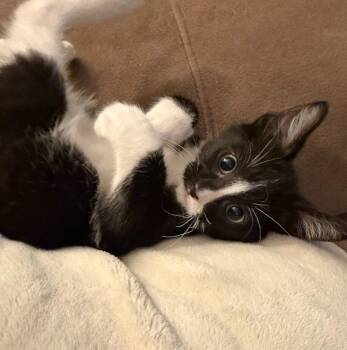26-13 Monet -  Domestic Short Hair Cat for Adoption in St. Helens, Oregon - 26-13 Monet | PetCurious