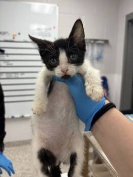 Rescue Domestic Short Hair Cats for Adoption in Gastonia, North Carolina - 59833478 | PetCurious