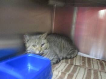 Domestic Short Hair Cats Available for Adoption - WILLY | PetCurious