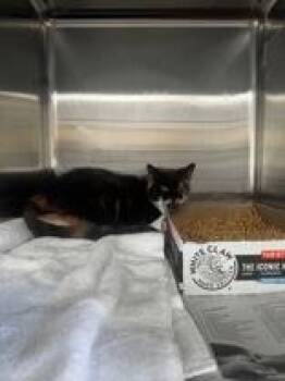 Domestic Short Hair Cats Available for Adoption in Tiger, Georgia - Cali | PetCurious