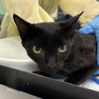 Elaine -  Domestic Short Hair Cat for Adoption in Salt Lake City, Utah - Elaine | PetCurious