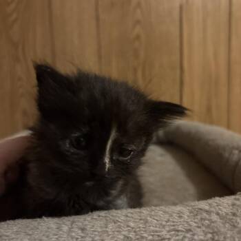 Sasha -  Domestic Long Hair Cat for Adoption in Gainesville, Florida - Sasha | PetCurious