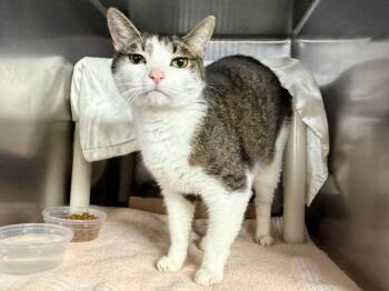 Buggie -  Domestic Short Hair Cat for Adoption in New York, New York - Buggie | PetCurious