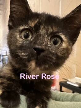 Rescue Domestic Short Hair Cats for Adoption in New Bern, North Carolina - RIVER ROSE | PetCurious