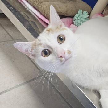 Rescue Domestic Short Hair Cats for Adoption in Camden, Delaware - Natalie | PetCurious