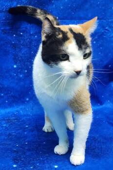 Domestic Short Hair Cats Available for Adoption - 251936  Callie | PetCurious