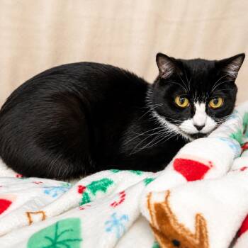 Pebbles -  Domestic Short Hair Cat for Adoption in Hopkinton, Massachusetts - Pebbles | PetCurious