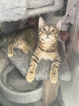 Joshuka -  Domestic Short Hair Cat for Adoption in Acworth, Georgia - Joshuka | PetCurious