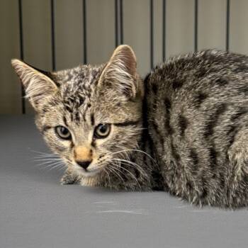 Rescue Domestic Short Hair Cats for Adoption in Midland, Texas - Rascal | PetCurious