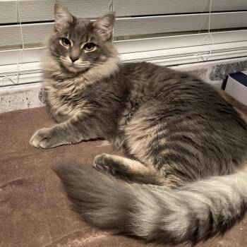 Domestic Long Hair Cats Available for Adoption - Ivan | PetCurious