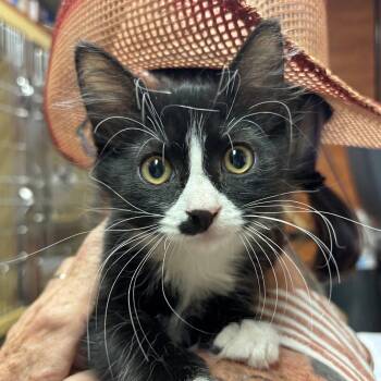 Luna -  Domestic Medium Hair Cat for Adoption in Sonora, California - Luna | PetCurious