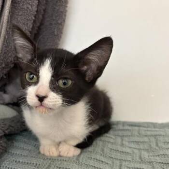 Cabana -  Domestic Short Hair Cat for Adoption in Phoenix, Arizona - Cabana | PetCurious
