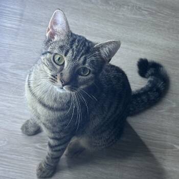 Rescue Domestic Short Hair Cats for Adoption in Richmond, Virginia - Bubbles | PetCurious