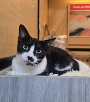 Domestic Short Hair Cats Available for Adoption in Warr Acres, Oklahoma - Chess | PetCurious