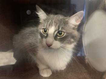 Domestic Medium Hair and Domestic Short Hair Cats Available for Adoption in Grand Prairie, Texas - QUINOA | PetCurious