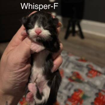 Domestic Short Hair Cats Available for Adoption in Hinesville, Georgia - Whisper | PetCurious