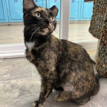 Queenie - CHOW HOUND -  Tortoiseshell Cat for Adoption in Grand Rapids, Michigan - Queenie - CHOW HOUND | PetCurious