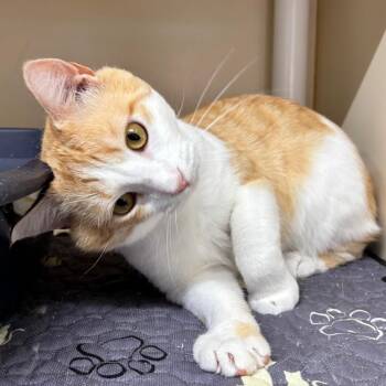 Creamsicle -  Domestic Short Hair Cat for Adoption in Hinesville, Georgia - Creamsicle | PetCurious