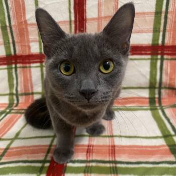 Candy -  Russian Blue and Domestic Short Hair Cat for Adoption in Brea, California - Candy | PetCurious