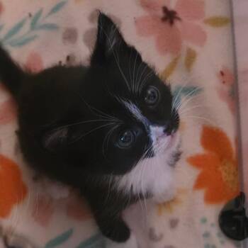 Thing Two -  Domestic Short Hair Cat for Adoption in Columbia, Missouri - Thing Two | PetCurious