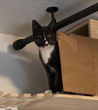 Starry Sticker -  Domestic Short Hair Cat for Adoption in Miami, Oklahoma - Starry Sticker | PetCurious