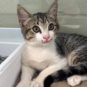 Shadow Cry -  Domestic Short Hair Cat for Adoption in League City, Texas - Shadow Cry | PetCurious