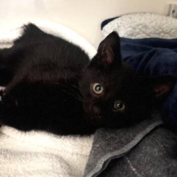 Osito -  Domestic Short Hair Cat for Adoption in Wheeling, Illinois - Osito | PetCurious