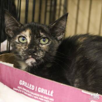 Rescue Domestic Short Hair Cats for Adoption in Washington, District Of Columbia - Milly | PetCurious