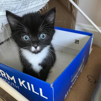 Zuzu -  Domestic Short Hair Cat for Adoption in Salisbury, Massachusetts - Zuzu | PetCurious