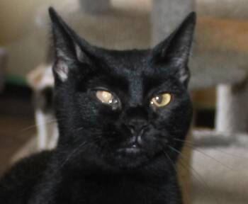 Rescue Domestic Short Hair Cats for Adoption in Huron, South Dakota - Nettie | PetCurious