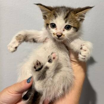 Domestic Long Hair Cats Available for Adoption in Santa Susana, California - Megan | PetCurious