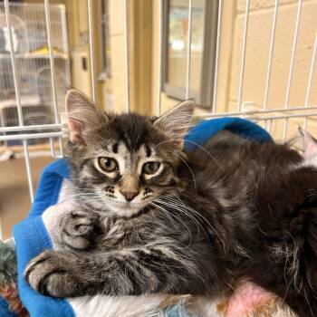 Van Gough -  Domestic Short Hair Cat for Adoption in Myerstown, Pennsylvania - Van Gough | PetCurious