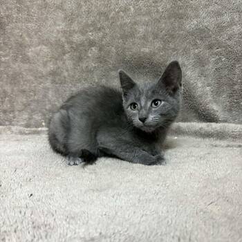 Grimalkin -  Domestic Short Hair Cat for Adoption in Waterloo, Iowa - Grimalkin | PetCurious