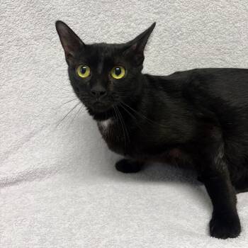 Domestic Short Hair Cats Available for Adoption in Valdosta, Georgia - Bon Bon | PetCurious