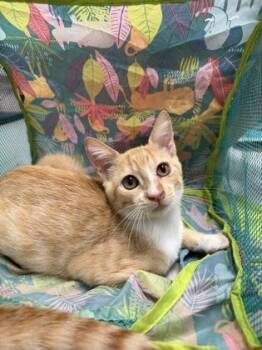 Maria -  Domestic Short Hair Cat for Adoption in Honolulu, Hawaii - Maria | PetCurious