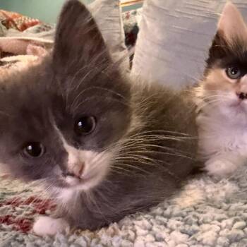 ZELDA -  Domestic Short Hair Cat for Adoption in Richmond, California - ZELDA | PetCurious